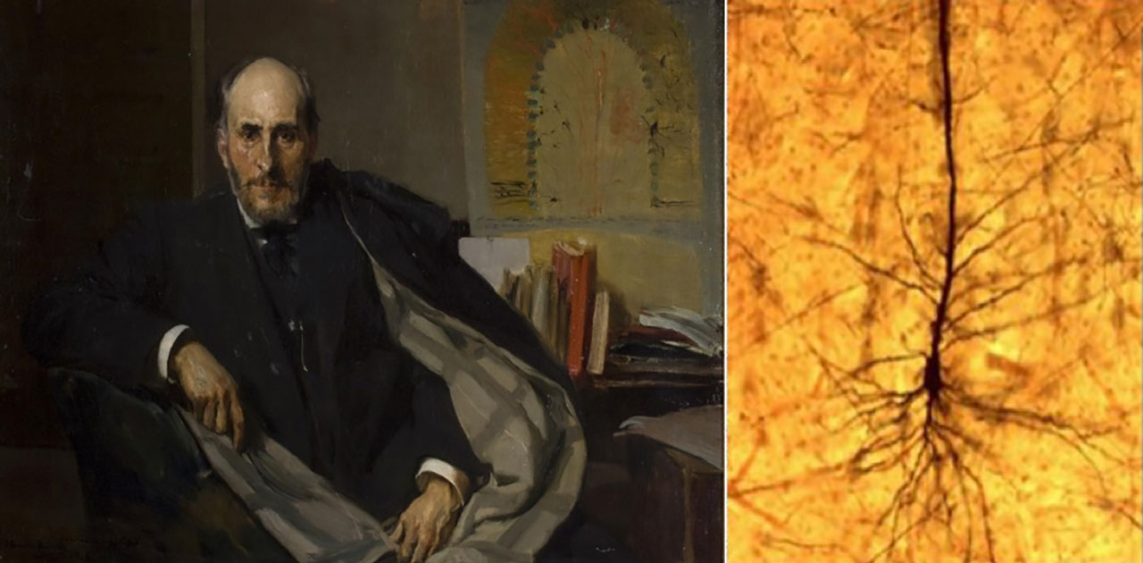 Figure 2. Left: Portrait of Santiago Ramón y Cajal. Oil painted by the Spanish Postimpressionist painter Joaquín Sorolla in 1906, the year Cajal received the Nobel Prize in Medicine21. Right: Microphotography of an original preparation of Cajal showing a pyramidal neuron of the human brain cortex. Staining: Golgi staining. Original handwritten label: Pyramid. Boy22.