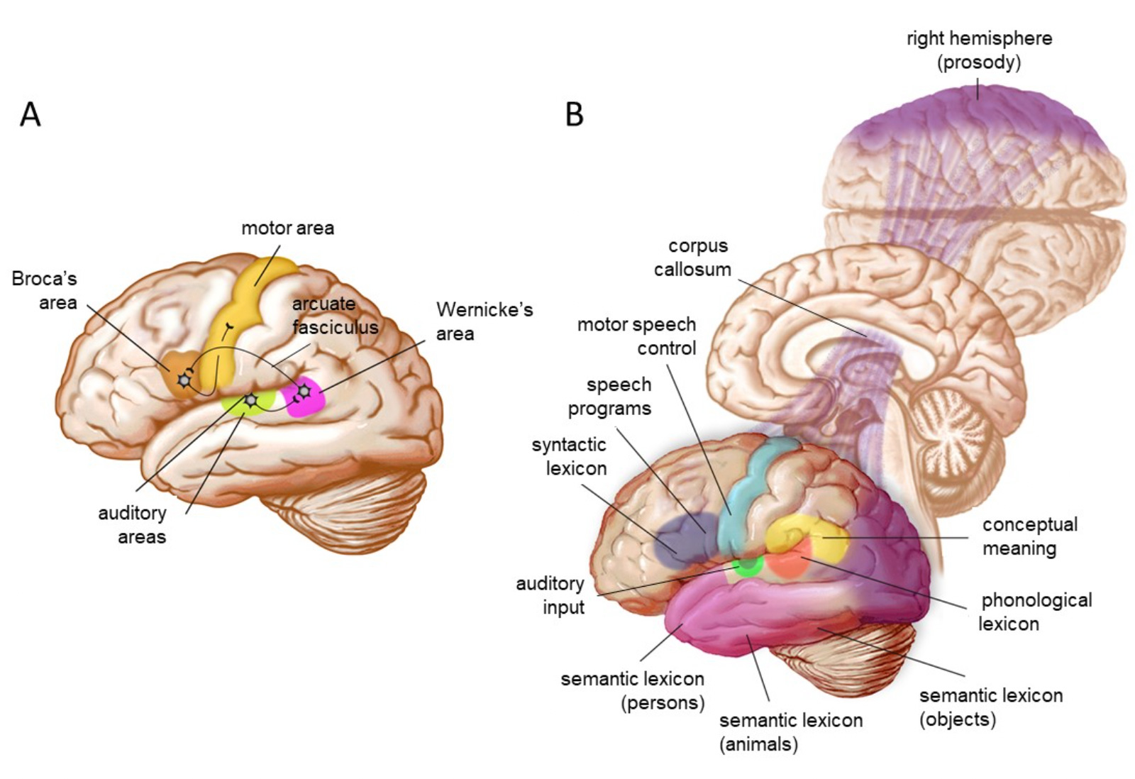 IBE — Science of learning portal — Speaking is easy, reading and ...