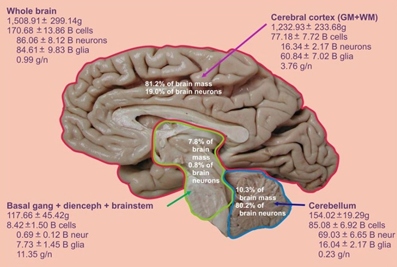 average number of neurons in the human brain