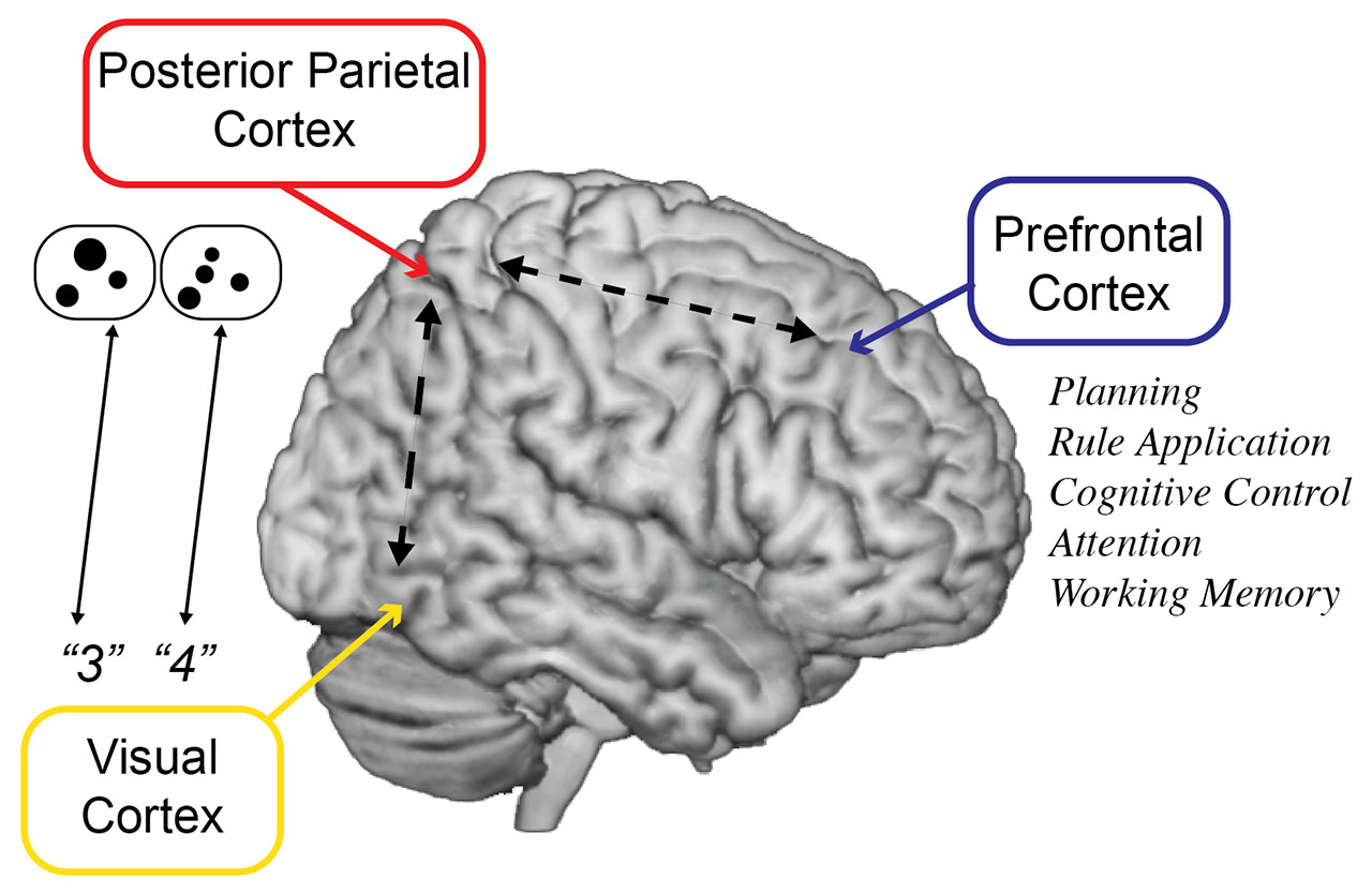 Just thinking about doing a math problem causes some people's posterior  insula—the part of the brain that reacts when you're physically…