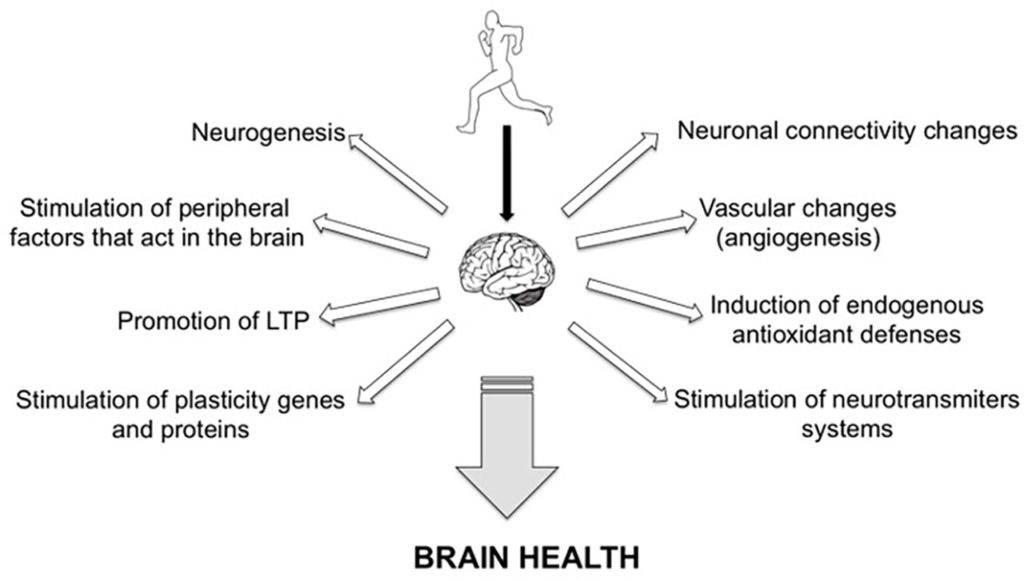 IBE — Science of learning portal — Physical exercise practice and its ...