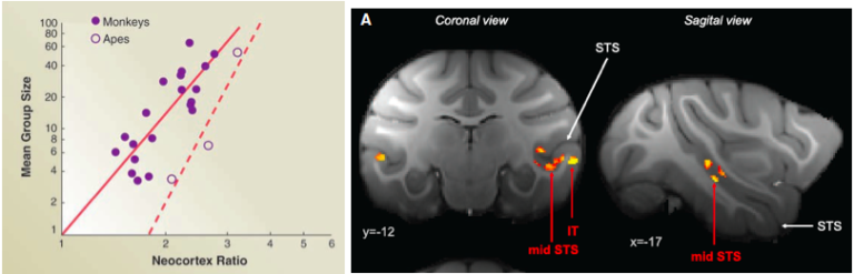 social brain hypothesis